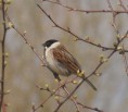 /album/my-local-birding-gallery/reed-bunting-coming-to-feeders-on-my-local-reserve-jpg/